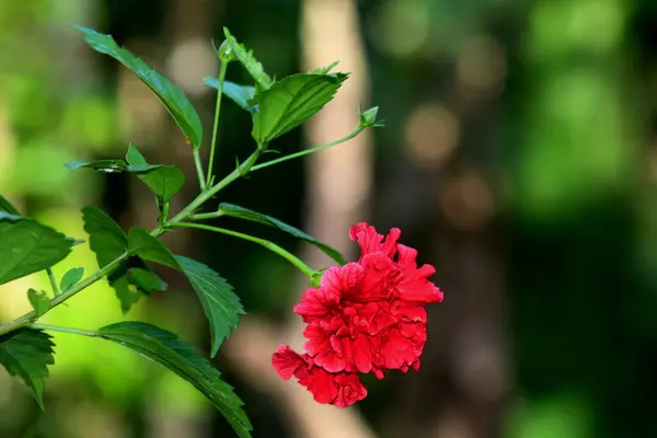 Hibiscus Bir Dalda Çifte Taç Yaprağı Kırmızısı Çiçek — Stok fotoğraf