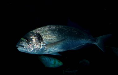 Mavi suyun altında çipura balığı var.