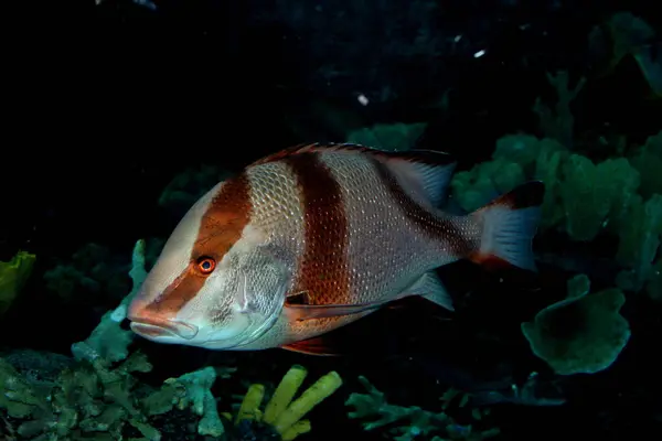 Грунтовые Рыбы Водой Коралловом Рифе — стоковое фото