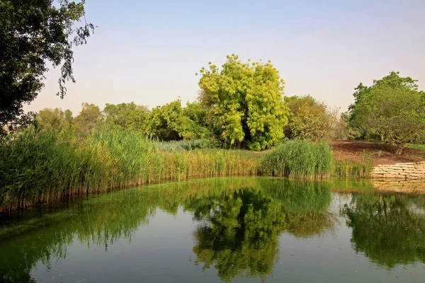 Lagoa Sourended Com Árvores Verdes Verão — Fotografia de Stock