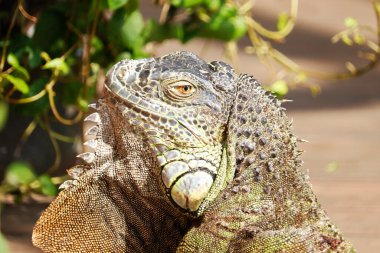 Yeşil iguana başlığı (İngilizce: 