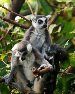 Halka kuyruklu lemur, siyah ve beyaz halkalı büyük bir strepsirren primatıdır. Lemuridae 'ye ait.