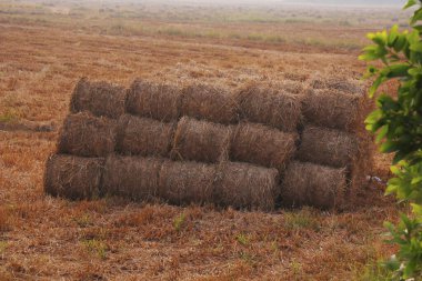 hasat edilen tarladan sonra çeltik pirinç kamışları