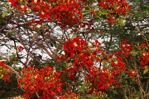 Bahar Mevsiminde Alev Alev Yanan Çiçeklerle Dolu Ateş Ağacı — Stok fotoğraf