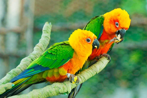 Sun Conure Vermelho Laranja Amarelo Verde Azul Papagaio Cor Ramo — Fotografia de Stock