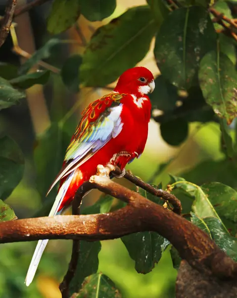 Wschodnia Papuga Róży Lub Papuga Rosella Pochodzi Południowo Wschodniej Części — Zdjęcie stockowe