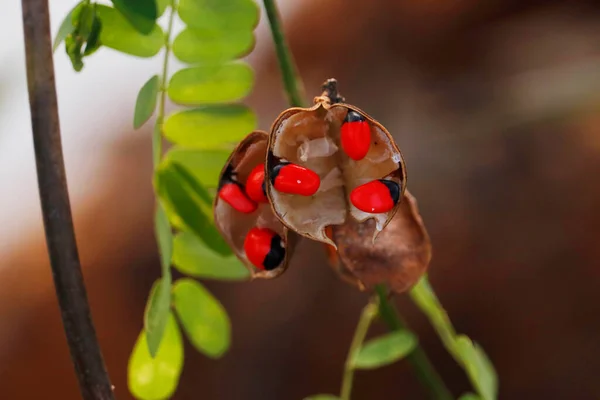 早熟豌豆 Abrus Precatorius 是豆科植物中的一种草本植物 俗称黄豆 Jequirity Bean — 图库照片