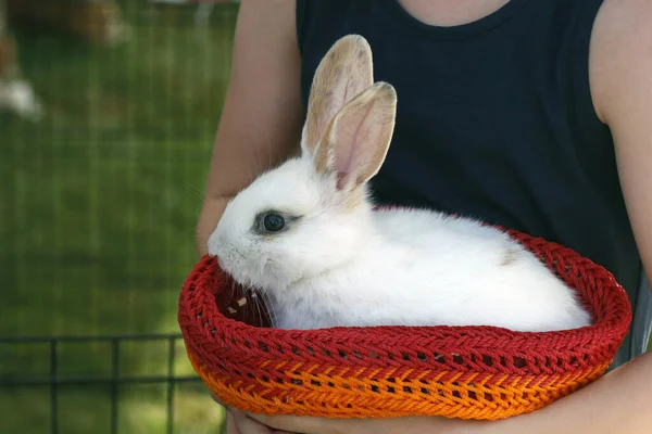 Pequeño Conejo Conejito Sentado Una Pequeña Cesta Como Animal Compañía —  Fotos de Stock