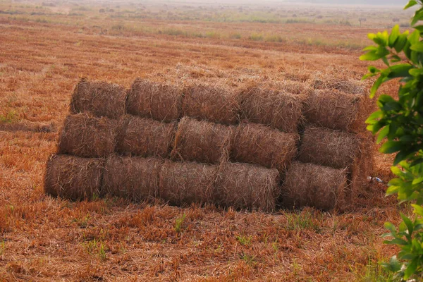 Bundles Paddy Rice Straw Harvested Field — Stock Photo, Image