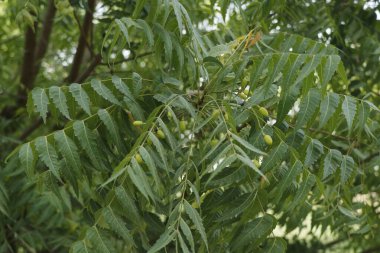 Azadirachta indica, yaygın olarak Neem, Nimtree veya Hint leylağı olarak bilinir.
