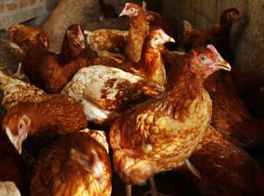 organik tavuk ve tavuklar yumurta ve et için kafese kondu.