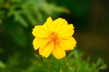 Kozmos sülfür, ayrıca sülfür kozmozu ve sarı evren olarak da bilinir. Meksika 'ya özgüdür., 