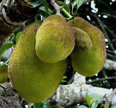 Ağaçtaki bir grup meyve.