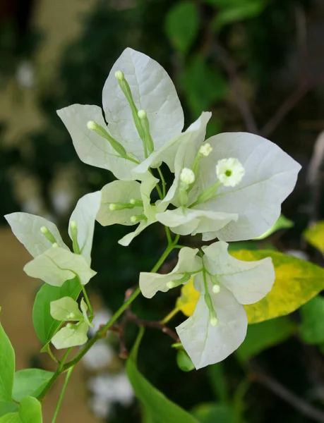 Bund Weiße Bougainvillea Blume Nahaufnahme — Stockfoto