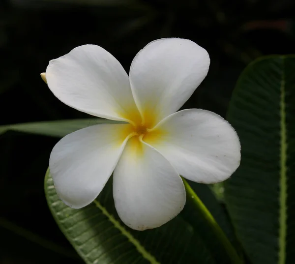 프랑기판 Plumeria Alba — 스톡 사진