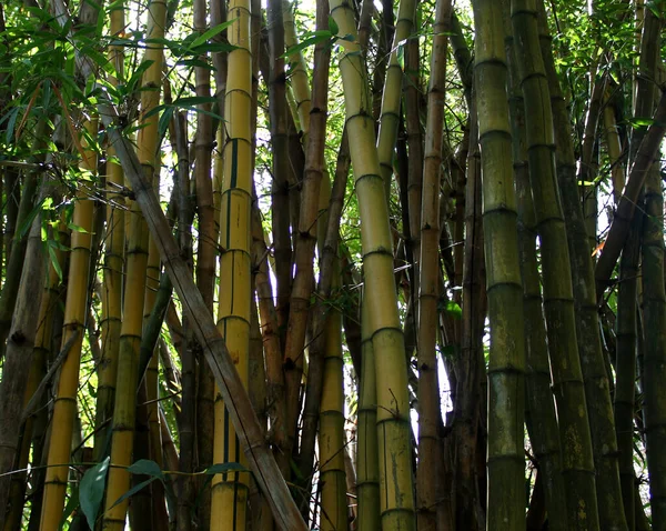 yellow bamboo plants in close up in a park