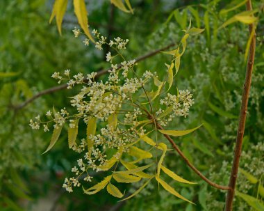 Azadirachta indica, yaygın olarak Neem, Nimtree veya Hint leylağı olarak bilinir.