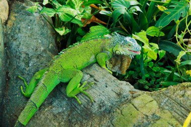 Çin su ejderhası kertenkelesi. Çin ve Güneydoğu Asya 'da yaşayan bir kertenkele türüdür. Ayrıca Asya su ejderhası, Tayland su ejderhası ve yeşil su ejderhası olarak da bilinir.