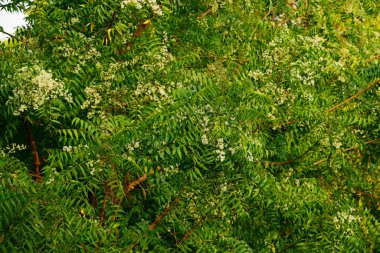 Azadirachta indica, yaygın olarak Neem, Nimtree veya Hint leylağı olarak bilinir.