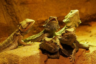  Oryantal bahçe kertenkelesi, doğu bahçe kertenkelesi, kan emici veya değiştirilebilir kertenkele (Calotes... sırt arması kısmen boyun ve gövdenin ön kısmında yükseltilmiş, kuyruğun köküne kadar uzanan büyük bireyler