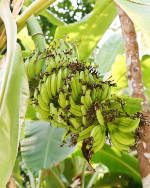 Ağaçta sallanan bir avuç yeşil muz