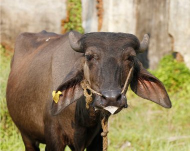 Çim tarlasında kulağı olan siyah Hint bifteği.