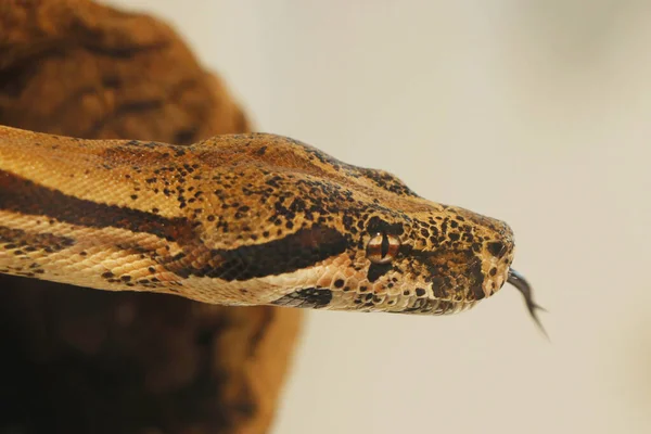 boa or python snake head in close up