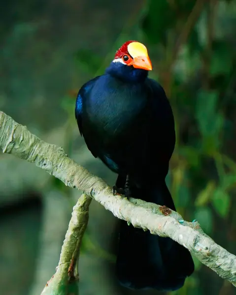 violet turaco bird, also known as the violaceous plantain eater