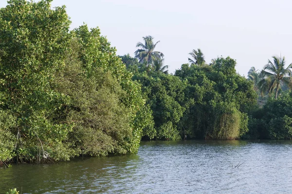 mangrove tree is a shrub or small tree that grows in coastal saline