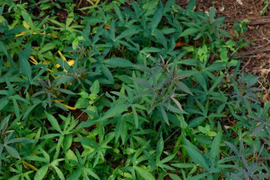 Tatlı patates ekinleri ev bahçesinde yetişiyor, organik konsept.