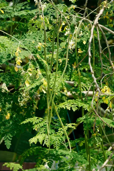 drumstick vegetable hanging in its own tree,Moringa oleifera is the most widely cultivated species in the genus Moringa,Common names include moringa,drumstick tree, horseradish tree,and ben oil tree or benzoil tree