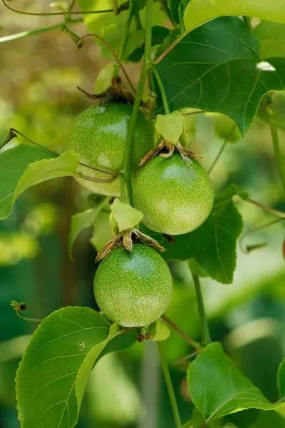 stock image yellow passion fruit on vine, passion fruit is the fruit of a number of plants in the Passiflora family,