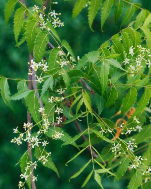Azadirachta indica, genellikle Neem, Nimtree ya da çiçek mevsiminde Hint leylağı olarak bilinir.