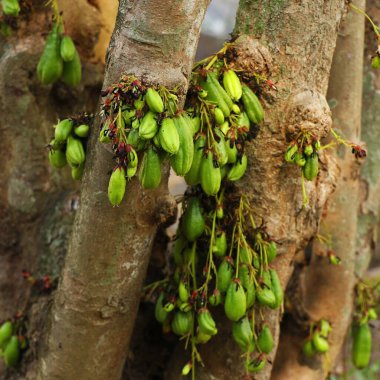 Averrhoa bilimbi (yaygın olarak bilimbi, salatalık ağacı ya da ağaç kuşu olarak bilinir) Endonezya ve Malezya 'ya özgü, 15 metreye kadar ulaşan küçük bir tropikal ağaçtır..