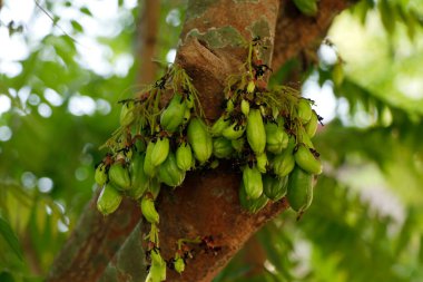 Averrhoa bilimbi (yaygın olarak bilimbi, salatalık ağacı ya da ağaç kuşu olarak bilinir) Endonezya ve Malezya 'ya özgü, 15 metreye kadar ulaşan küçük bir tropikal ağaçtır..