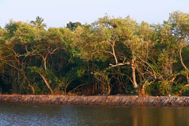 Mangrov ağacı, kıyı tuzunda veya tuzlu suda yetişen küçük bir ağaçtır.