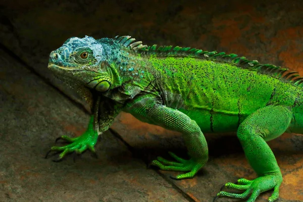 chinese water dragon lizard. is a species of agamid lizard native to China and mainland Southeast Asia. It is also known as the Asian water dragon, Thai water dragon, and green water dragon