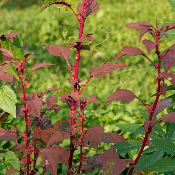 stock image red spinach with seeds and flower