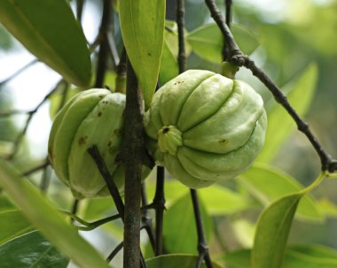 Garcinia gummi-gutta, Endonezya 'ya özgü tropikal bir tür. Yaygın isimler arasında Garcinia Kambogia 'nın yanı sıra brindleberry, Malabar tamarind ve kudam puli yer alıyor.