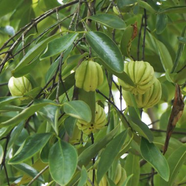 Garcinia gummi-gutta, Endonezya 'ya özgü tropikal bir tür. Yaygın isimler arasında Garcinia Kambogia 'nın yanı sıra brindleberry, Malabar tamarind ve kudam puli yer alıyor.