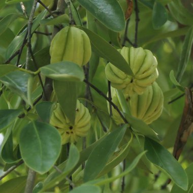 Garcinia gummi-gutta, Endonezya 'ya özgü tropikal bir tür. Yaygın isimler arasında Garcinia Kambogia 'nın yanı sıra brindleberry, Malabar tamarind ve kudam puli yer alıyor.