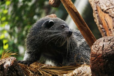 Binturong, Güney ve Güneydoğu Asya 'ya özgü canlı bir hayvan türüdür. Palmiye misketine benzer bir tür. Palmiye misketi, toddy cat ve musang olarak da bilinir.