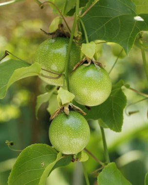 Sarı çarkıfelek meyvesi, çarkıfelek meyvesi, Passiflora familyasındaki birçok bitkinin meyvesidir.,