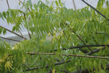 Azadirachta indica, yaygın olarak Neem, Nimtree veya Hint leylağı olarak bilinir.