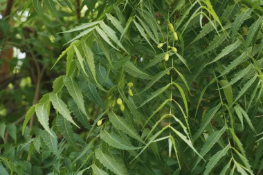 Azadirachta indica, yaygın olarak Neem, Nimtree veya Hint leylağı olarak bilinir.