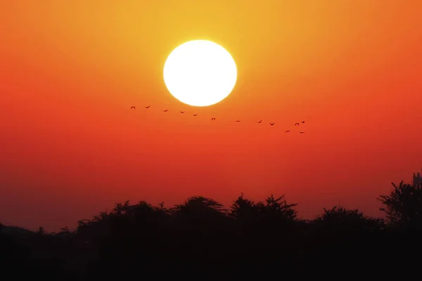 morning sun rises with birds on sky background
