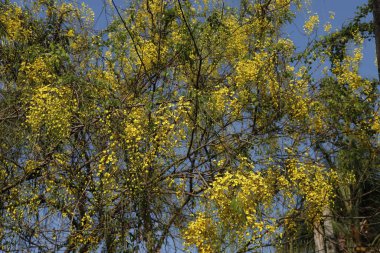 Cassia Fistula flowers (Konnappoovu) in a tree, Kerala, India clipart