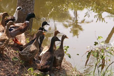 group of ducks are standing near the pond clipart