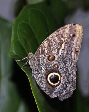 Mavi Morpho, Morpho cinsi altında birkaç farklı mavi kelebek türü anlamına gelebilir.,