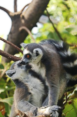 the ring tailed lemur is a large strepsirrhine primate,  black and white ringed tail. It belongs to Lemuridae clipart